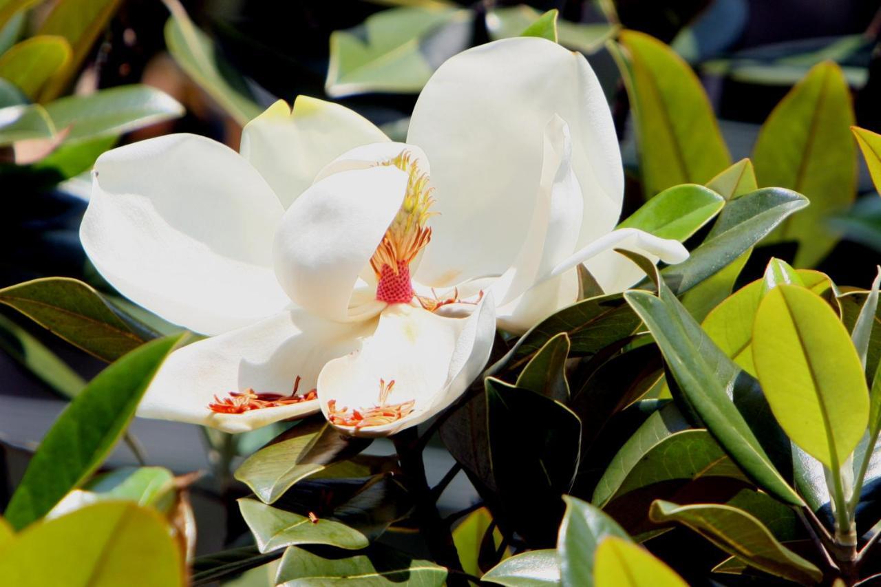 Pousada Villa Magnolia São João del Rei Exteriör bild